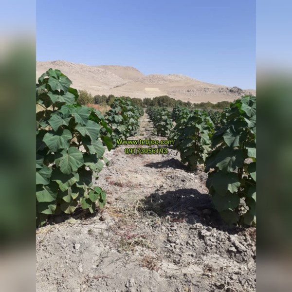 درخت پالونیا هیبرید طب جو در لرستان زراعت چوب پالونیا نهال ریشه دار پالونیا هیبرید